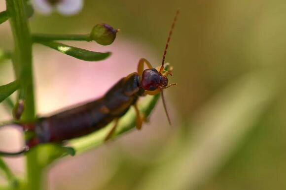 5 Types of Earwigs in Texas: What They Look Like and How to Get Rid of ...