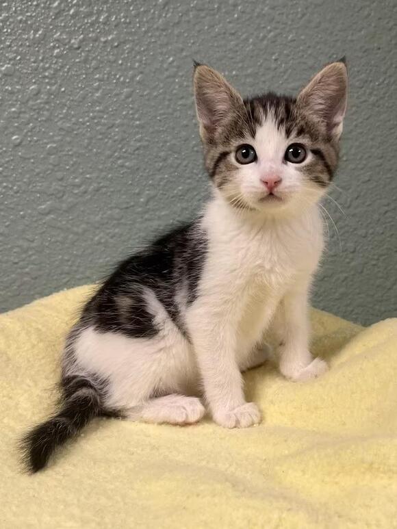 🐱 Playful Soda Pop Kittens Ready for Adoption in Jamestown - NewsBreak