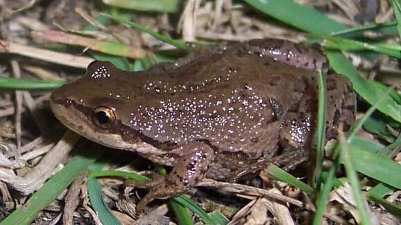 Fireflies, Frogs, and More: Summer Nightlife in the U.S. - NewsBreak