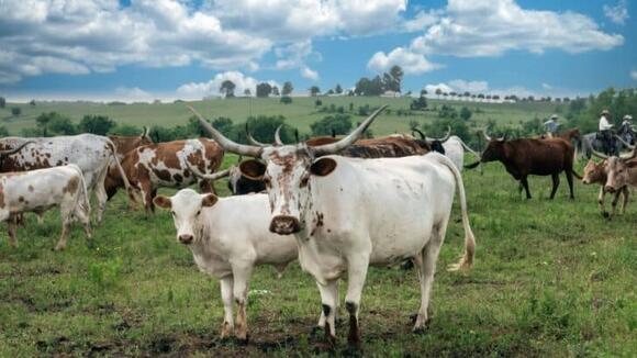 Meet the Animals of the American Farm (and What They Do!) - NewsBreak