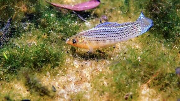 10 Popular Fish Breeds and What Makes Each Unique - NewsBreak