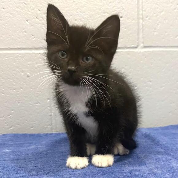 🐱 Friendly Cats Waiting for Adoption in Cabot, Arkansas - NewsBreak