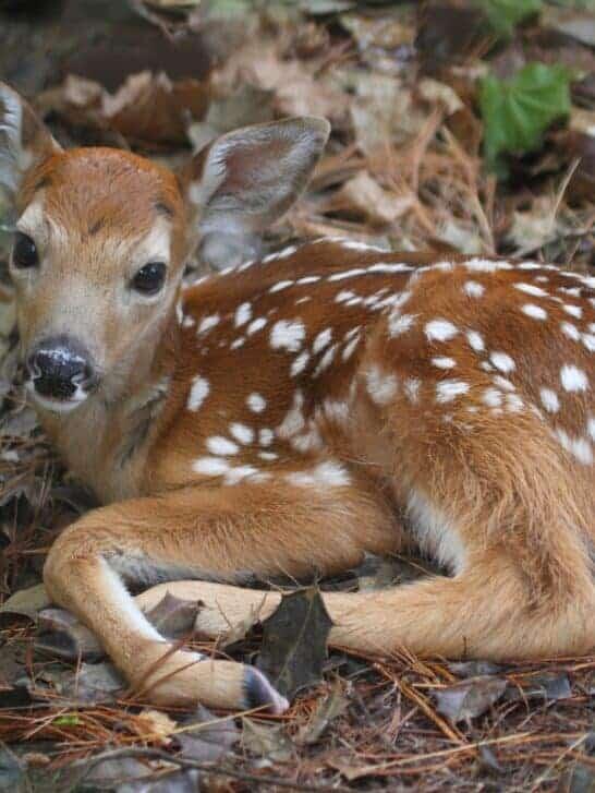 What to Do If You See a Fawn Alone in Your Yard - NewsBreak