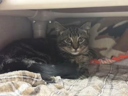 🐱 Playful Young Cats Ready for Adoption in Lewiston, Maine - NewsBreak