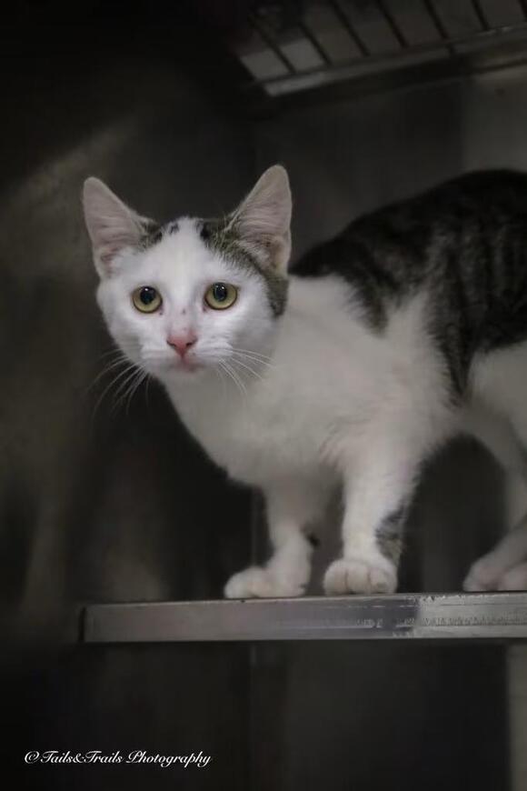 🐱 Playful Young Cats Ready for Adoption in Greensburg - NewsBreak