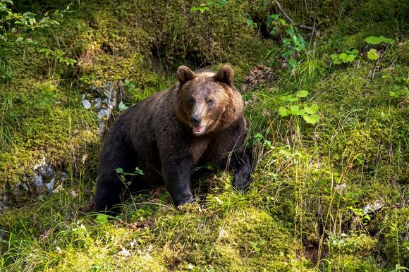 Bear Spotted Near Bellingham After Sunday Attack, Wildlife Patrols ...