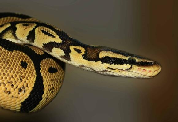 12- Year Old Girl Takes On A Python To Save Her Guinea Pig - NewsBreak