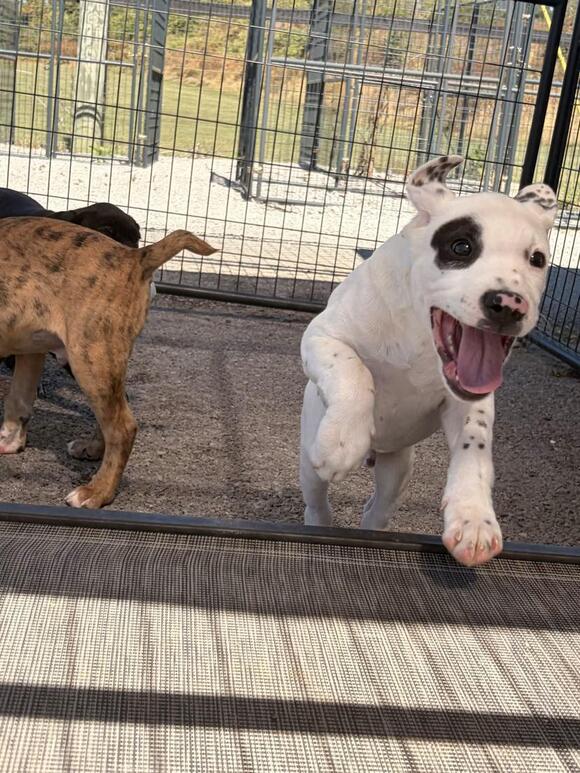 🐶 Boxer & Lab Pups Ready for Adoption in Cynthiana, KY - NewsBreak