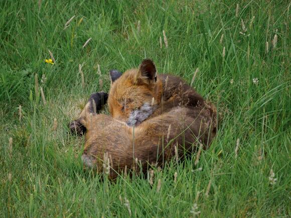 12 Fox Adaptations That Help Them Survive Anywhere - NewsBreak