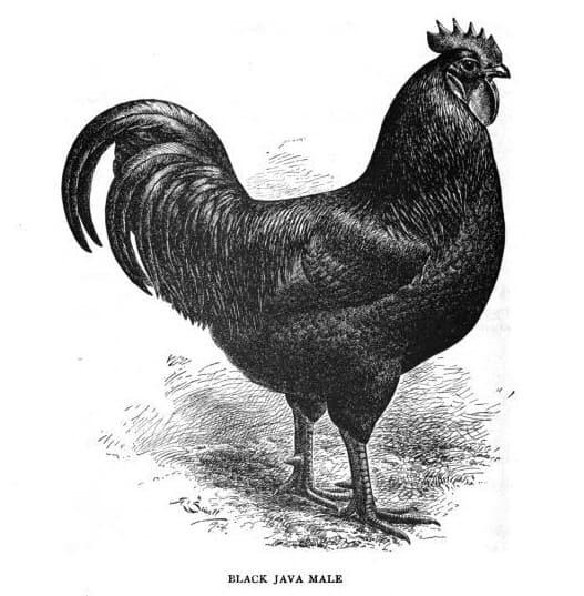 Discover 20 Different Types of Roosters (and What Makes Each Unique ...