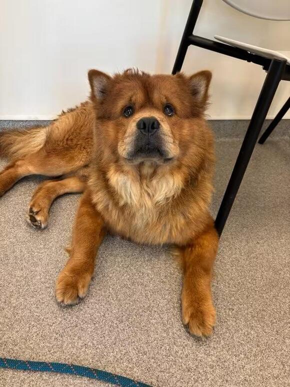 🐶 Playful, Gentle & Loyal Dogs Ready for Adoption in Lincoln - NewsBreak