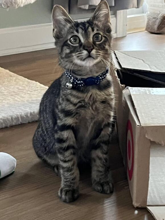 🐱 Playful Rochester Kittens & Young Cats Ready for Adoption - NewsBreak