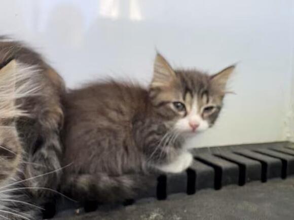🐱 Playful Kittens in Jurupa Valley Ready for Adoption - NewsBreak