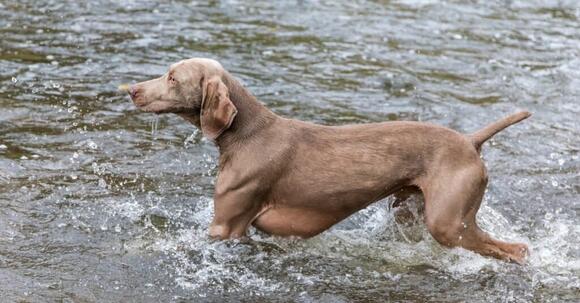 Types of Pointer Dog Breeds - NewsBreak