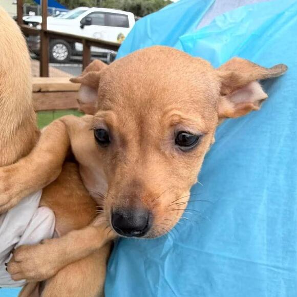 🐶 Playful Bastrop Dogs Ready Now for Loving Adoption - NewsBreak