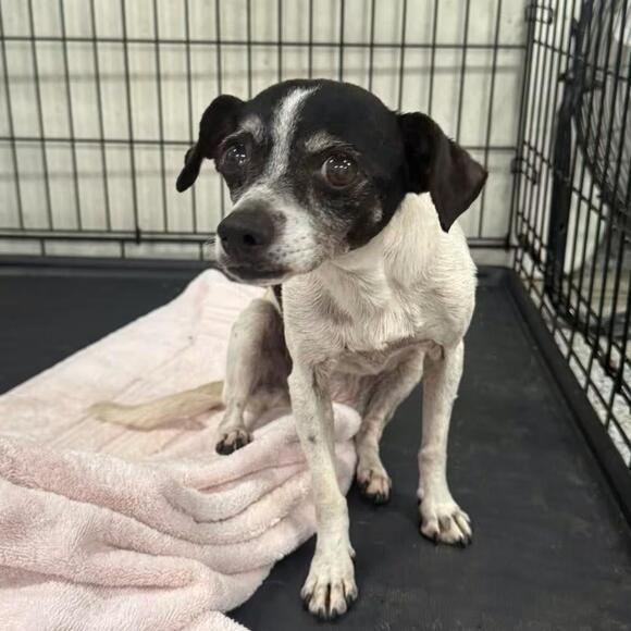 🐶 Playful, Smart & Sweet Dogs Ready for Adoption in Jeffersonville ...