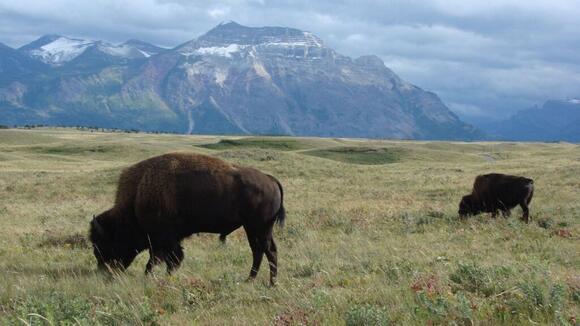 Hunters played a key role in both the fall and return of the American ...