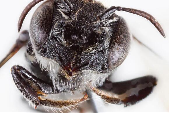 Here’s where scientists discovered the horned ‘Lucifer’ bee - NewsBreak