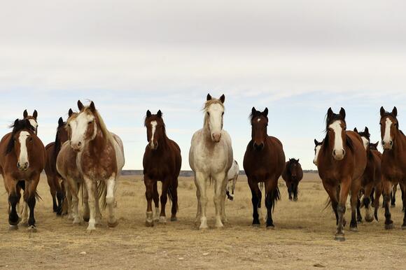 Animal athletes roster announced for 2026 NFR - NewsBreak