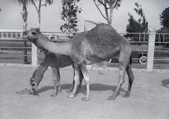 Camel days: From ‘The Ten Commandments’ to San Diego Zoo movie stars ...