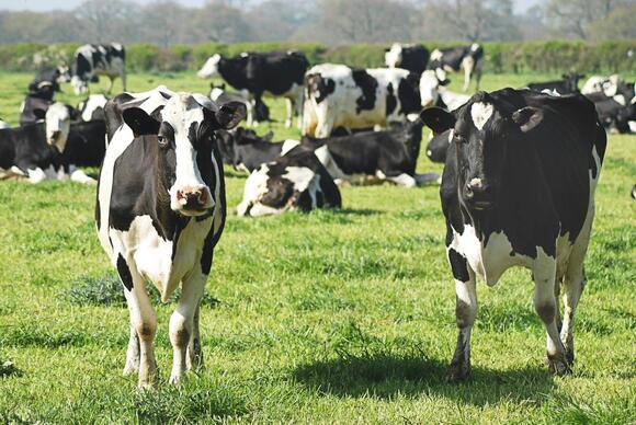 Scientists Successfully Potty Trained Cows - NewsBreak