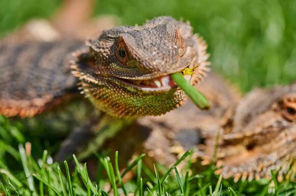 Largest Bearded Dragon Ever Recorded - NewsBreak