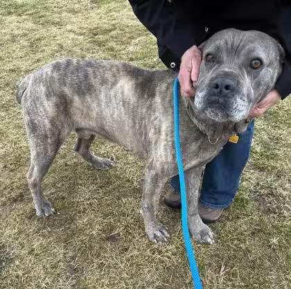 🐶 Playful, Gentle & Loyal Dogs Ready for Adoption in Cleveland - NewsBreak