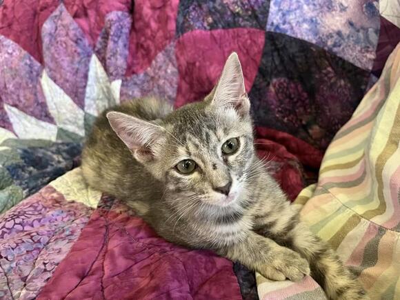 🐱 Sweet Richmond Cats Ready for Adoption Into Loving Homes - NewsBreak