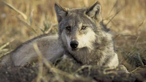 The Wolves of Yellowstone: A Comeback Story - NewsBreak