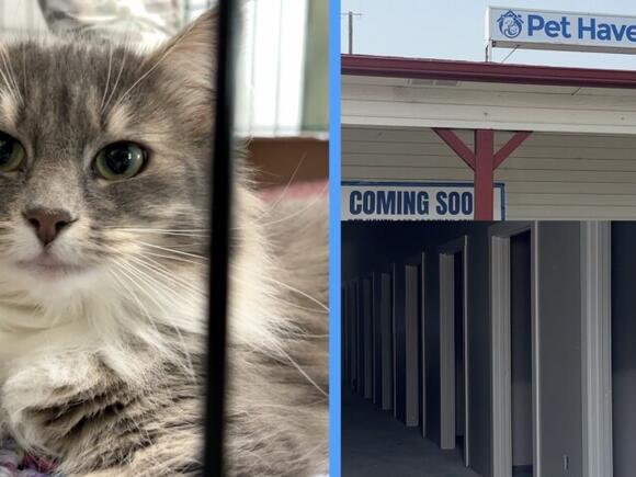 'We know that we're above capacity': Pet Haven breaks ground on larger ...