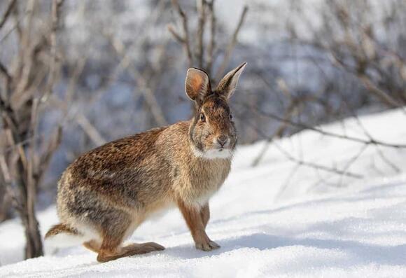 Eastern Cottontail Lifespan: How Long Do They Live? - NewsBreak