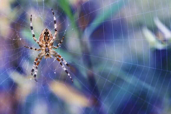 How Spiders Protect Your Garden from Harmful Pests - NewsBreak
