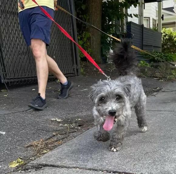 🐶 Sweet Small Dogs Waiting for Adoption in Rochester - NewsBreak