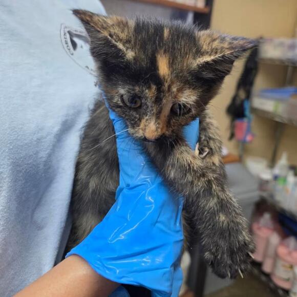 🐱 Corinth Cats Ready for Adoption — Kittens & Adults Await - NewsBreak
