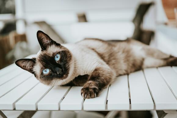 8-cat-breeds-that-are-known-for-their-intelligence-newsbreak