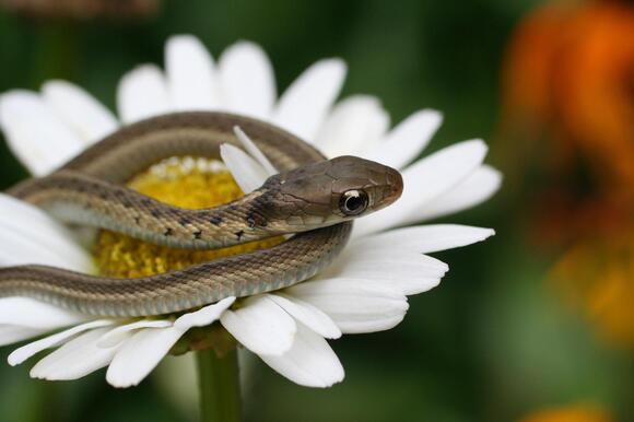 Baby Garter Snake: 10 Pictures and 10 Amazing Facts - NewsBreak