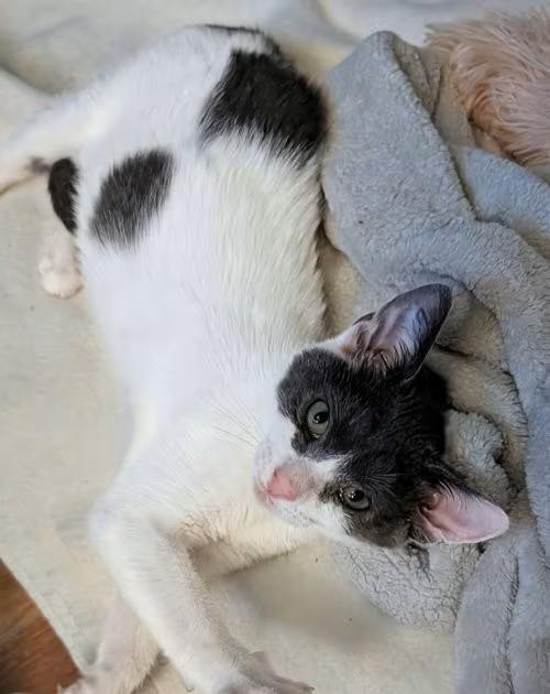 🐱 Trenton Cats Needing Homes — Playful Kittens & Loving Mama - NewsBreak