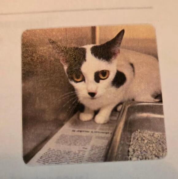 🐱 Friendly Mount Airy Cats Ready for Adoption and Love - NewsBreak