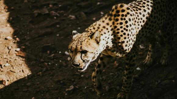 How Big Cats Stalk and Capture Their Prey in Different Habitats - NewsBreak