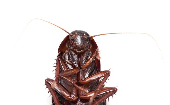 These Are the Most Cockroach Infested Cities in the U.S. - NewsBreak