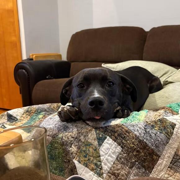 🐶 Playful, Loyal & Loving Dogs Ready for Adoption in East Smithfield ...
