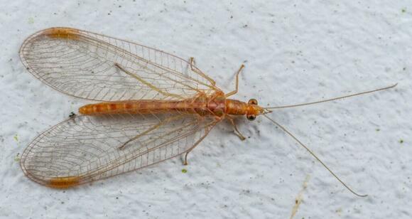 The Most Efficient Insect Hunters – Nature’s Top Predators - NewsBreak