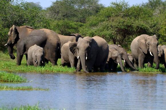 what-we-can-learn-from-elephant-family-dynamics-newsbreak