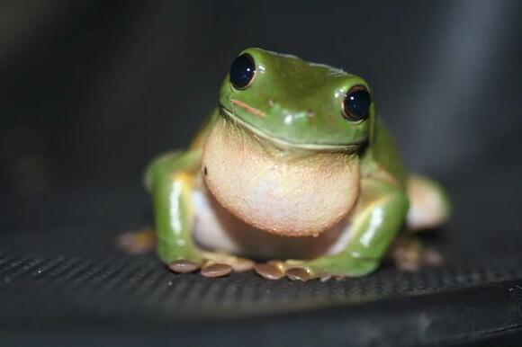 Types of Frogs in Sydney: Your Guide to 14 Native Species - NewsBreak