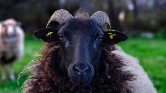 Zodiac Animal Guide: How the Ram Reflects The Traits of Zodiac Sign ...
