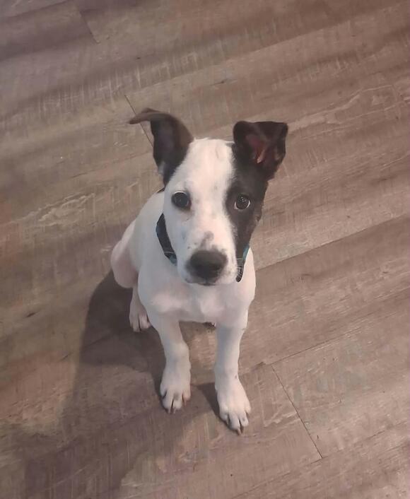 🐶 Friendly South Elgin Dogs Ready to Join Your Family - NewsBreak