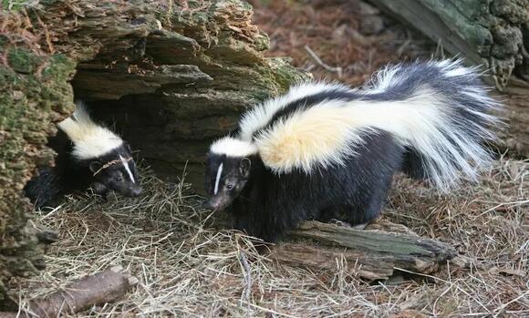 15 Powerful Animals That Protect Their Territory with Incredible ...