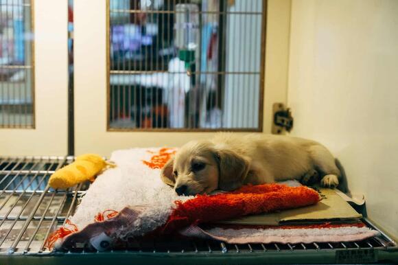 The Real Reason Dogs Hate Fireworks - NewsBreak