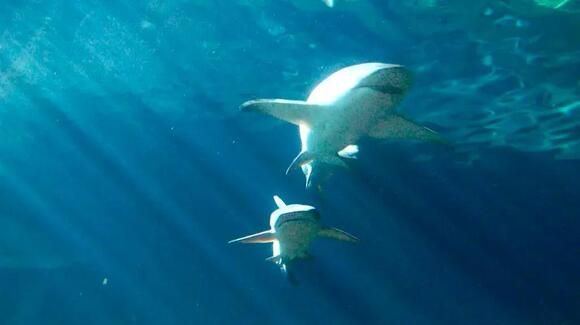 Why Do Sharks Circle Their Prey? The Instinct Scientists Have Studied ...