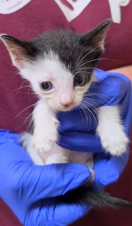 🐱 Sweet Inverness Cats Ready for Adoption at Local Shelter - NewsBreak